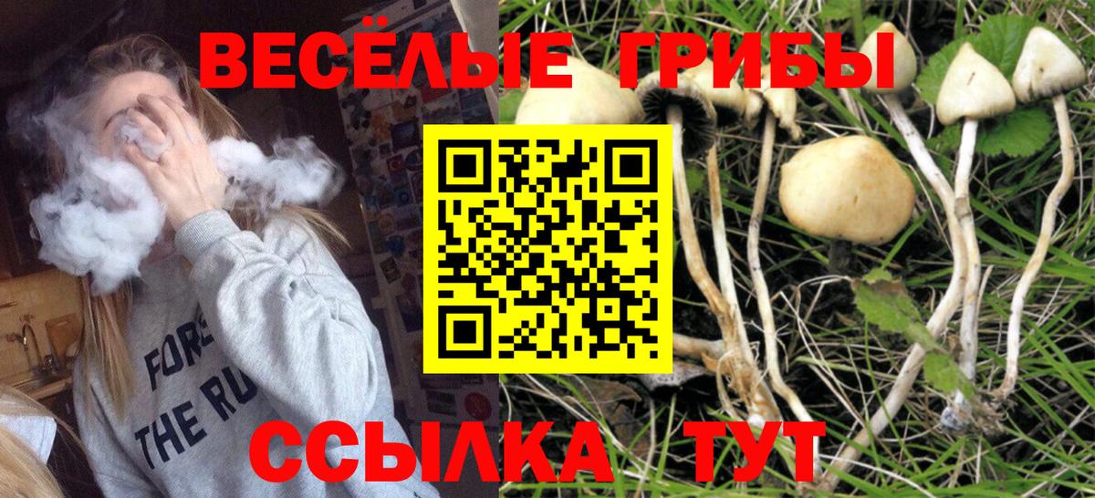 Глазов  Псилоцибиновые грибы Cubensis  Вход с VPN 